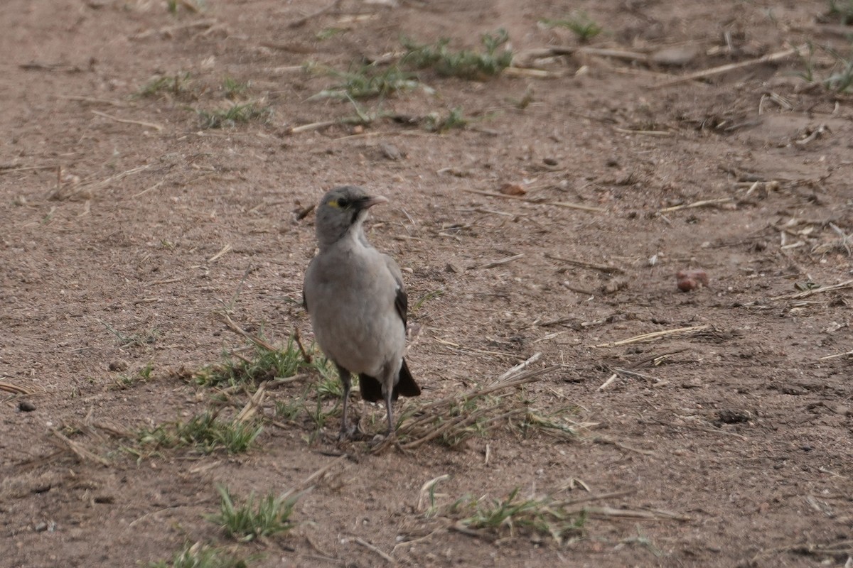 トサカムクドリ - ML644267417