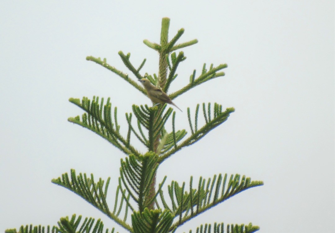 palmetanagar - ML644267430