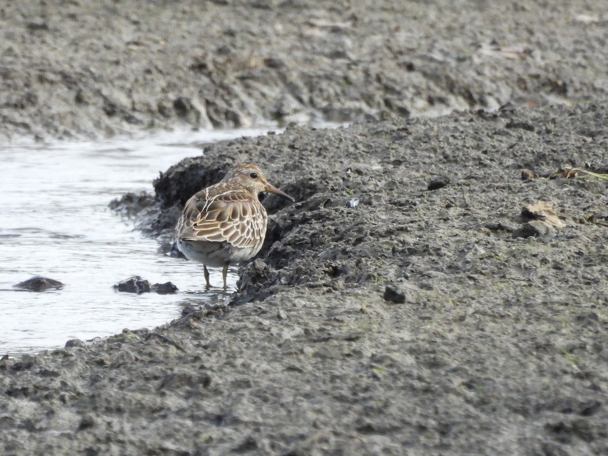 Çizgili Kumkuşu - ML644267433