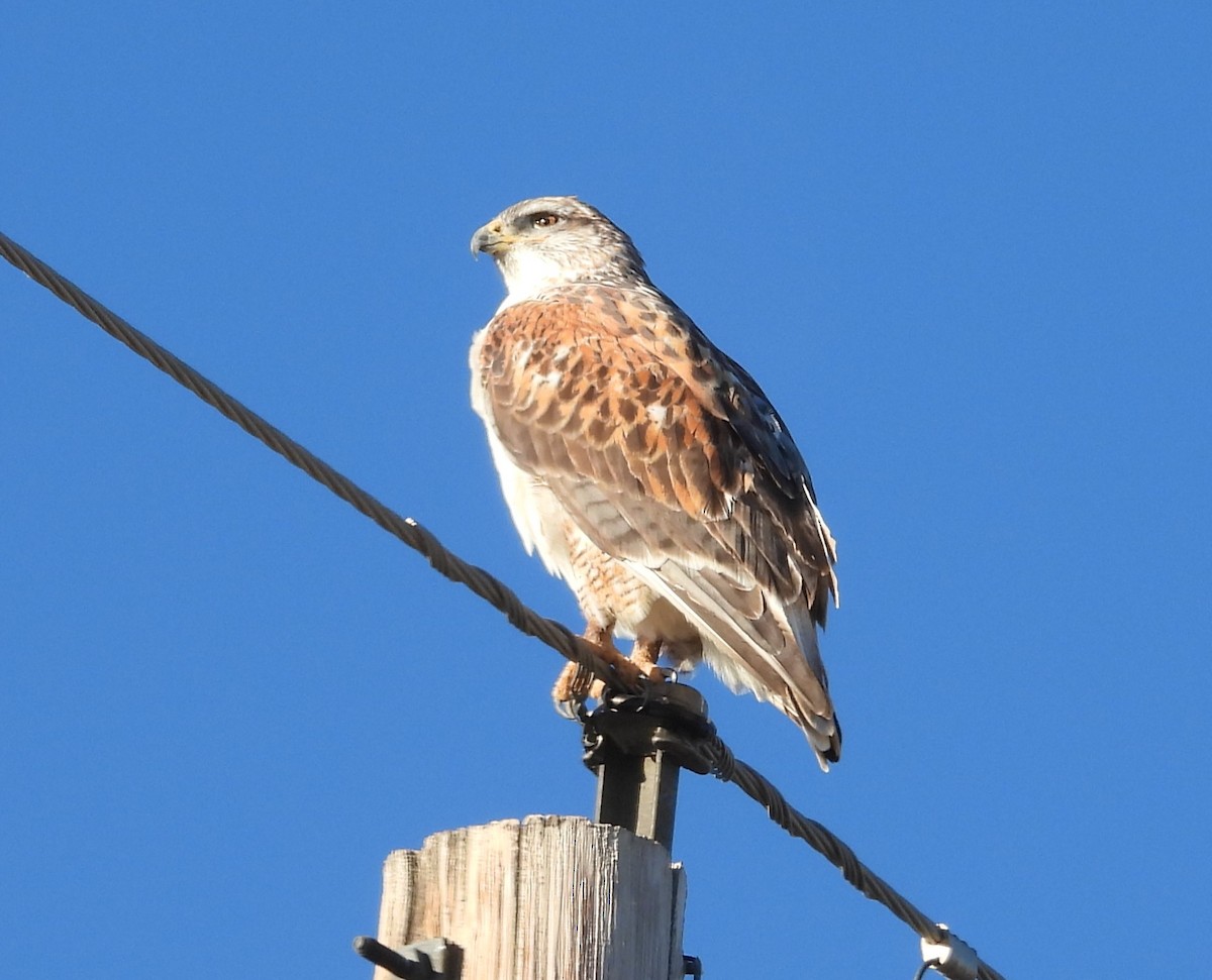 Ferruginous Hawk - ML644267443