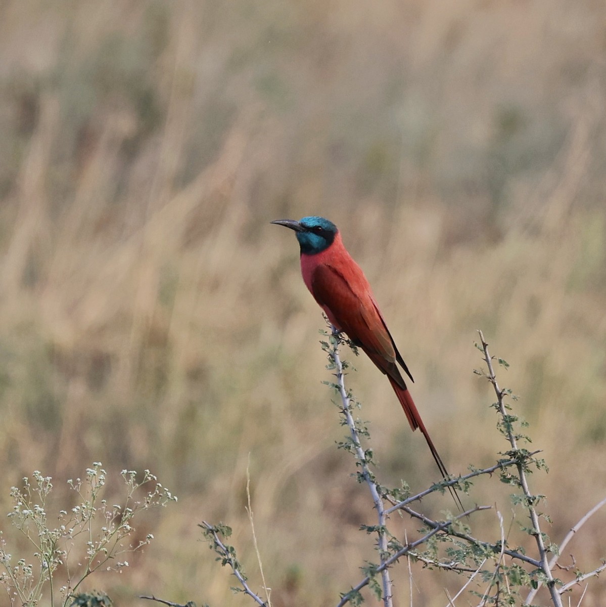 Нубийская щурка - ML644267444