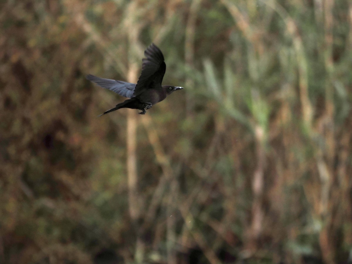 Great-tailed Grackle - ML644267454