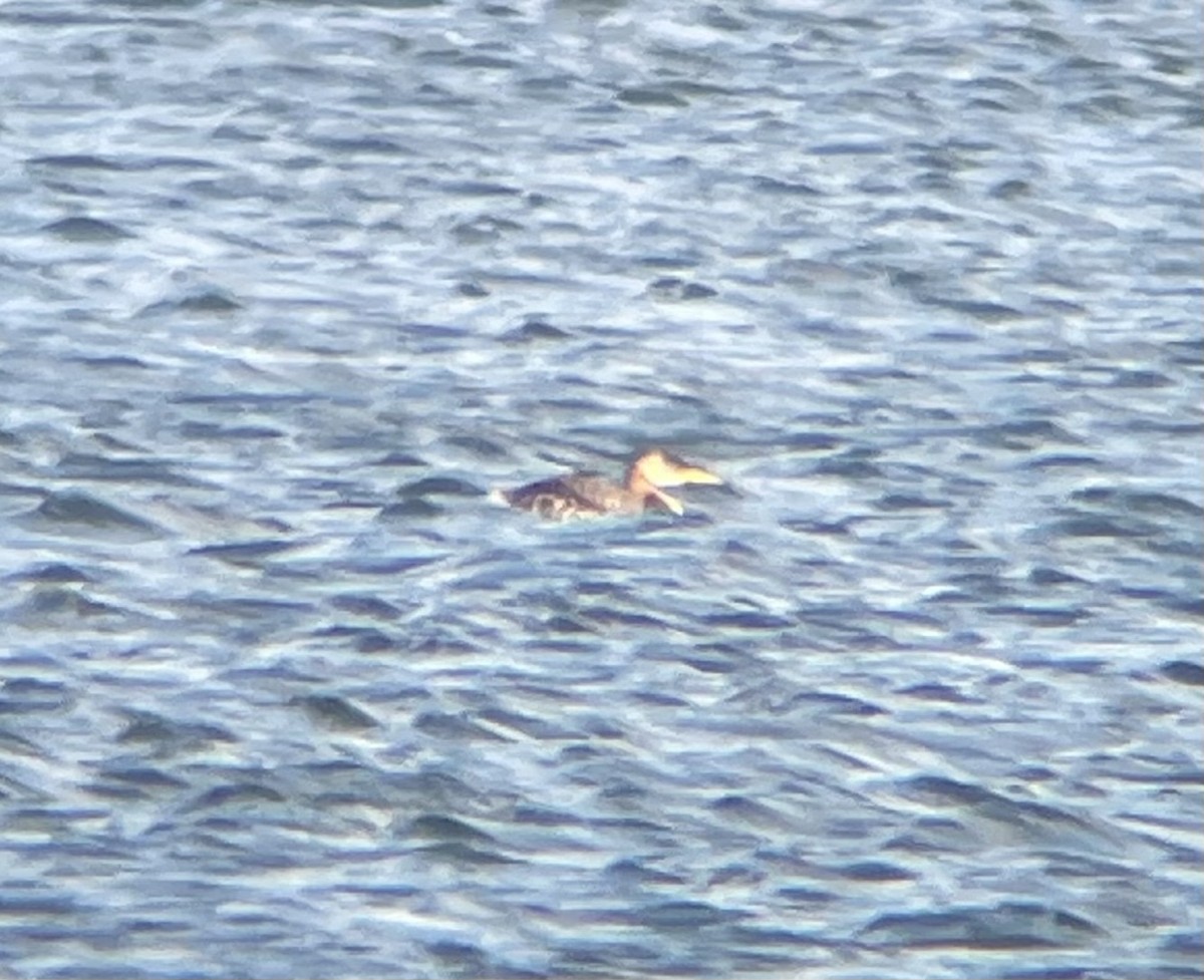 potápka rudokrká - ML644267456