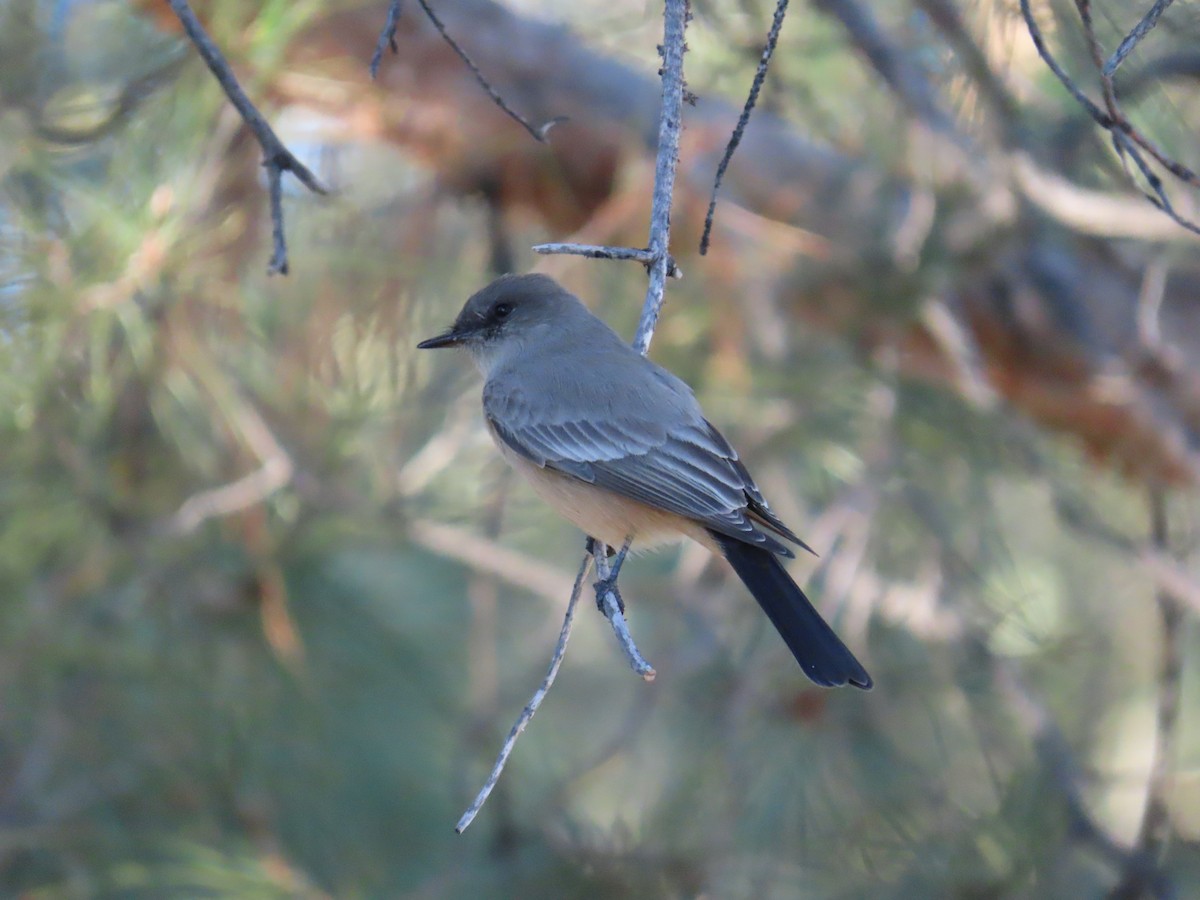 Zimtbauch-Phoebetyrann - ML644267460