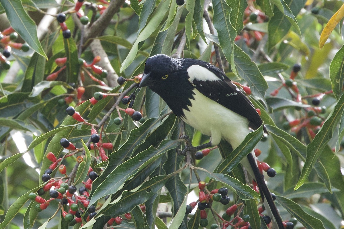Magpie Tanager - ML644267465