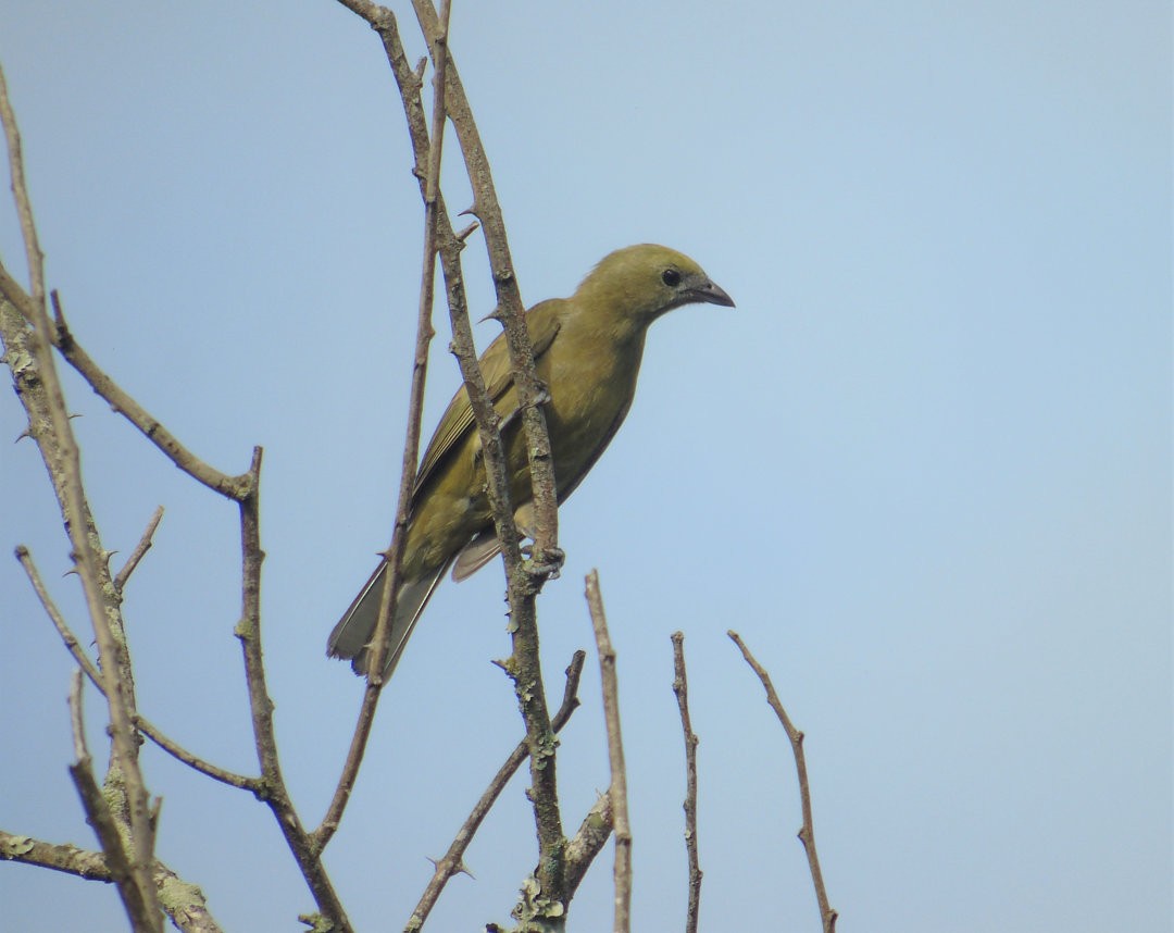 palmetanagar - ML644267466