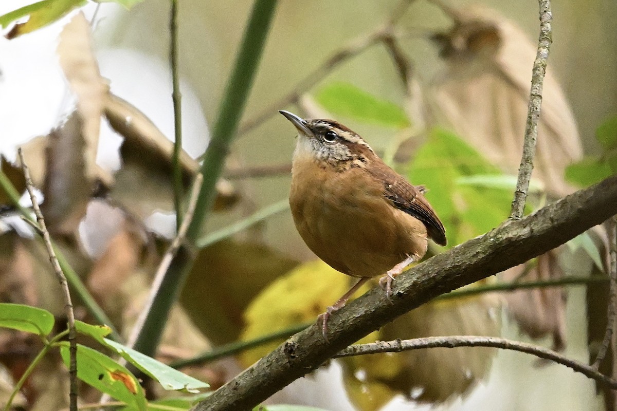 Carolina Wren - ML644267472