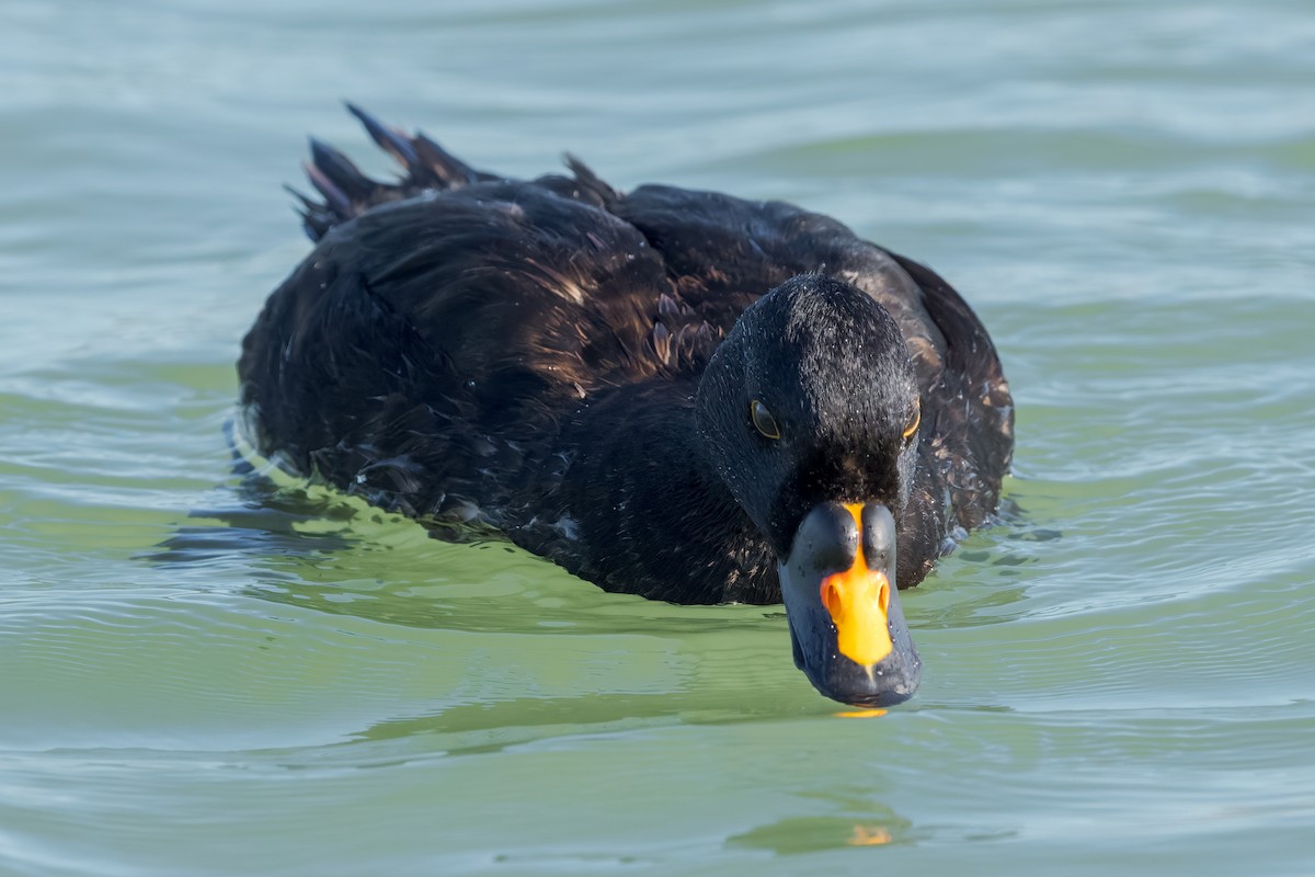 ヨーロッパクロガモ - ML644267476