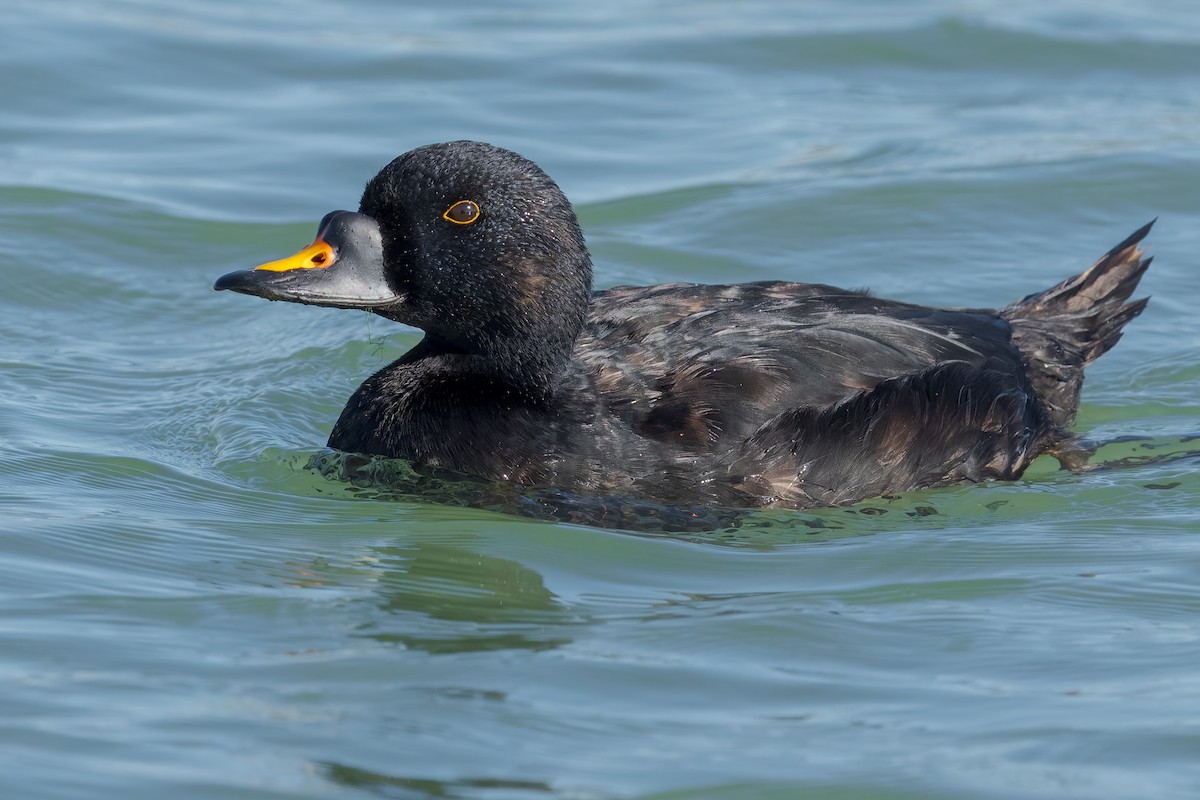 ヨーロッパクロガモ - ML644267477