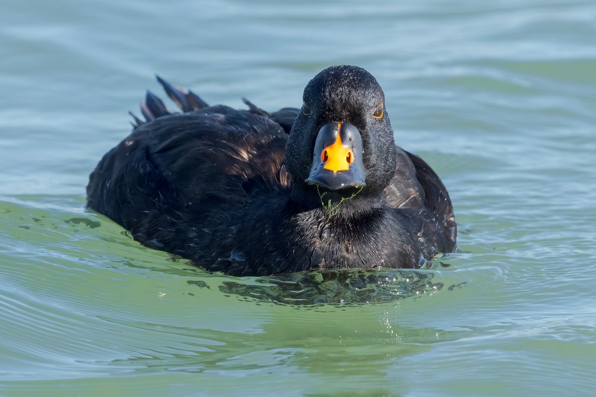 ヨーロッパクロガモ - ML644267478