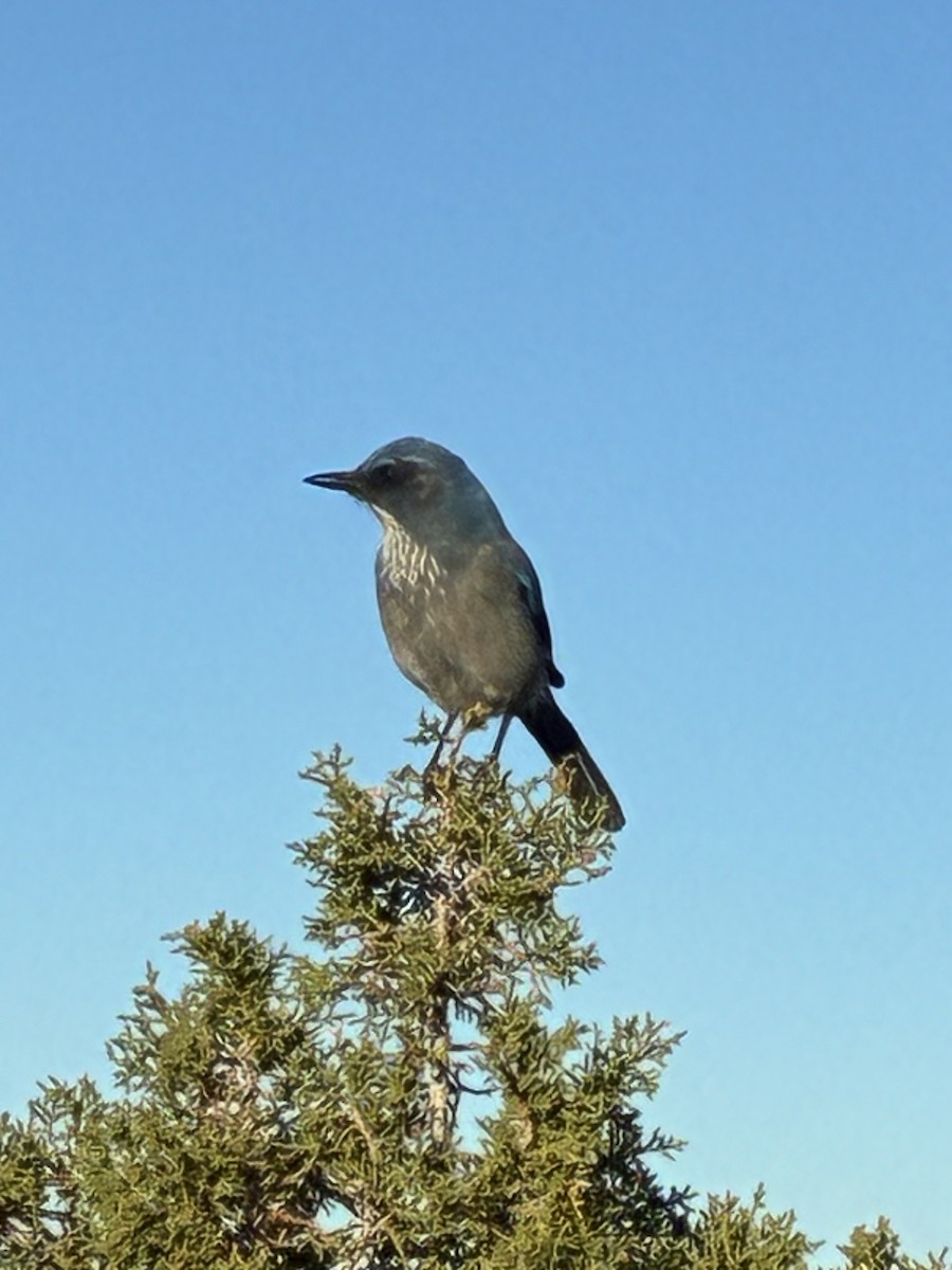 Woodhouse's Scrub-Jay - ML644267485