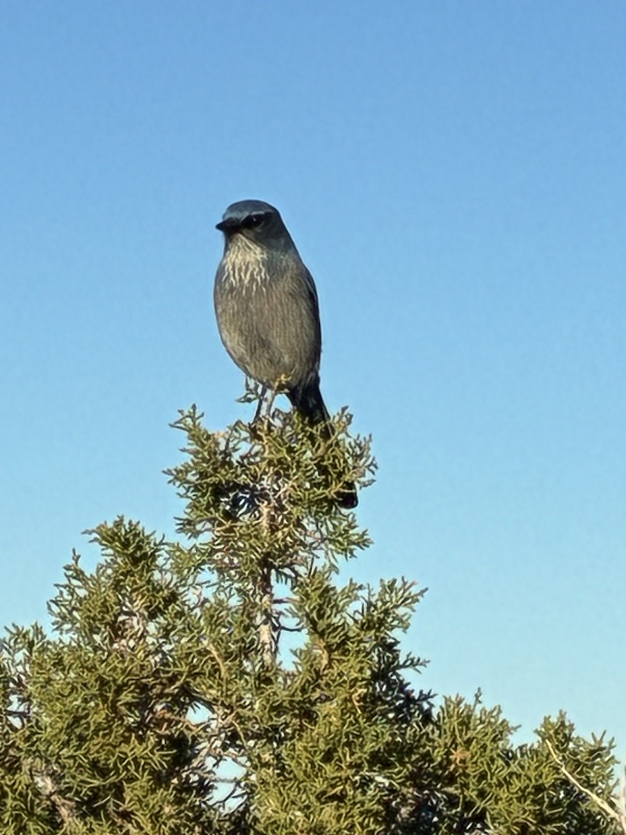 Woodhouse's Scrub-Jay - ML644267487