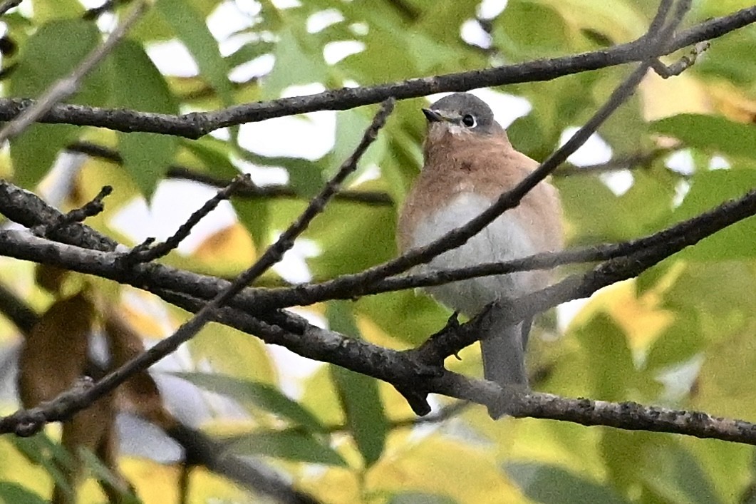 Eastern Bluebird - ML644267492