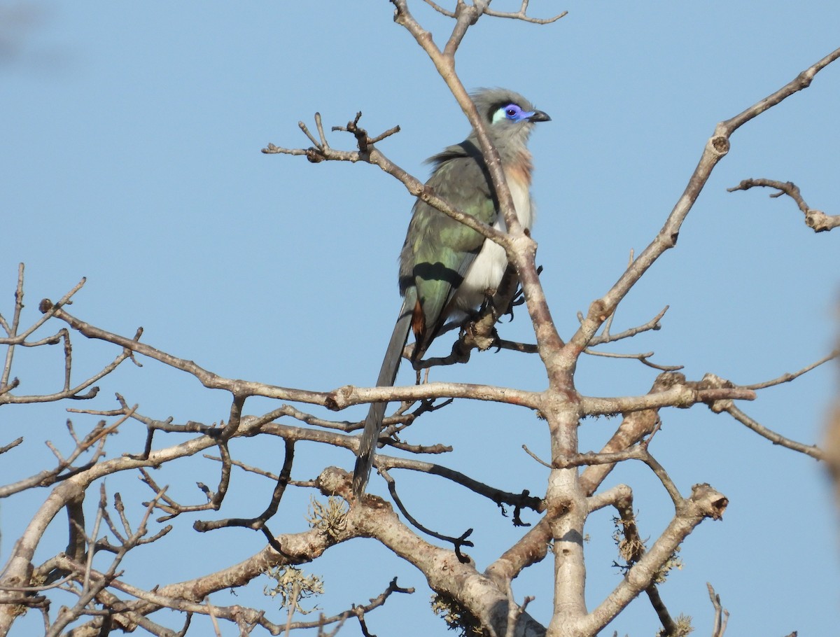 Crested Coua - ML644267493
