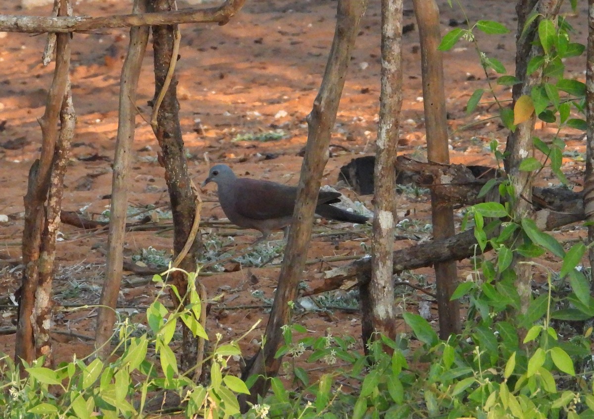 Горлиця мадагаскарська - ML644267501