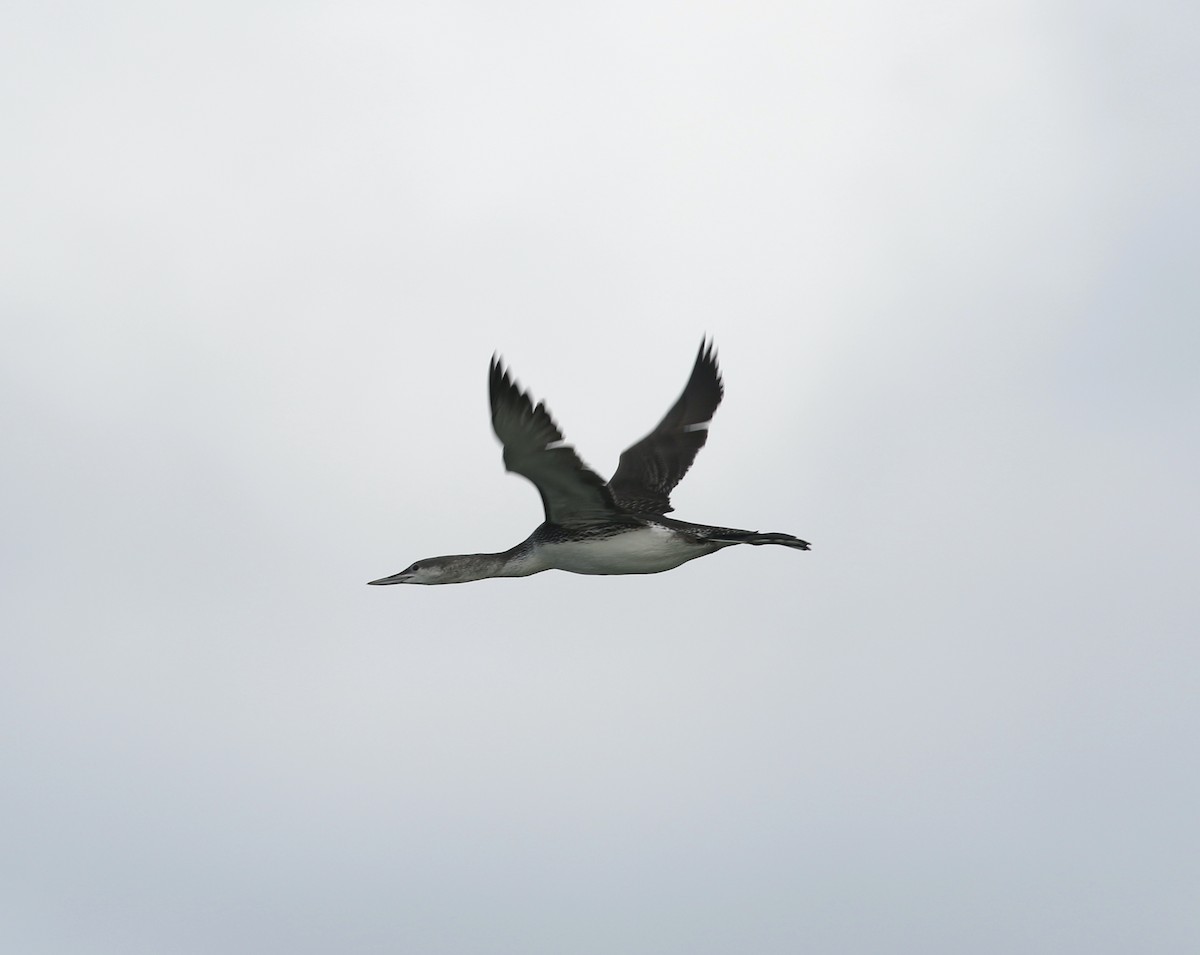 Plongeon catmarin - ML644267502