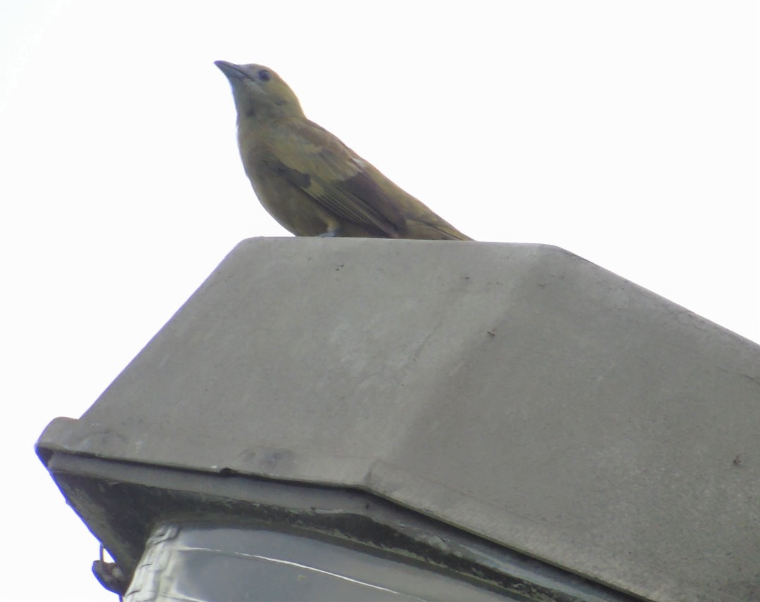 palmetanagar - ML644267505