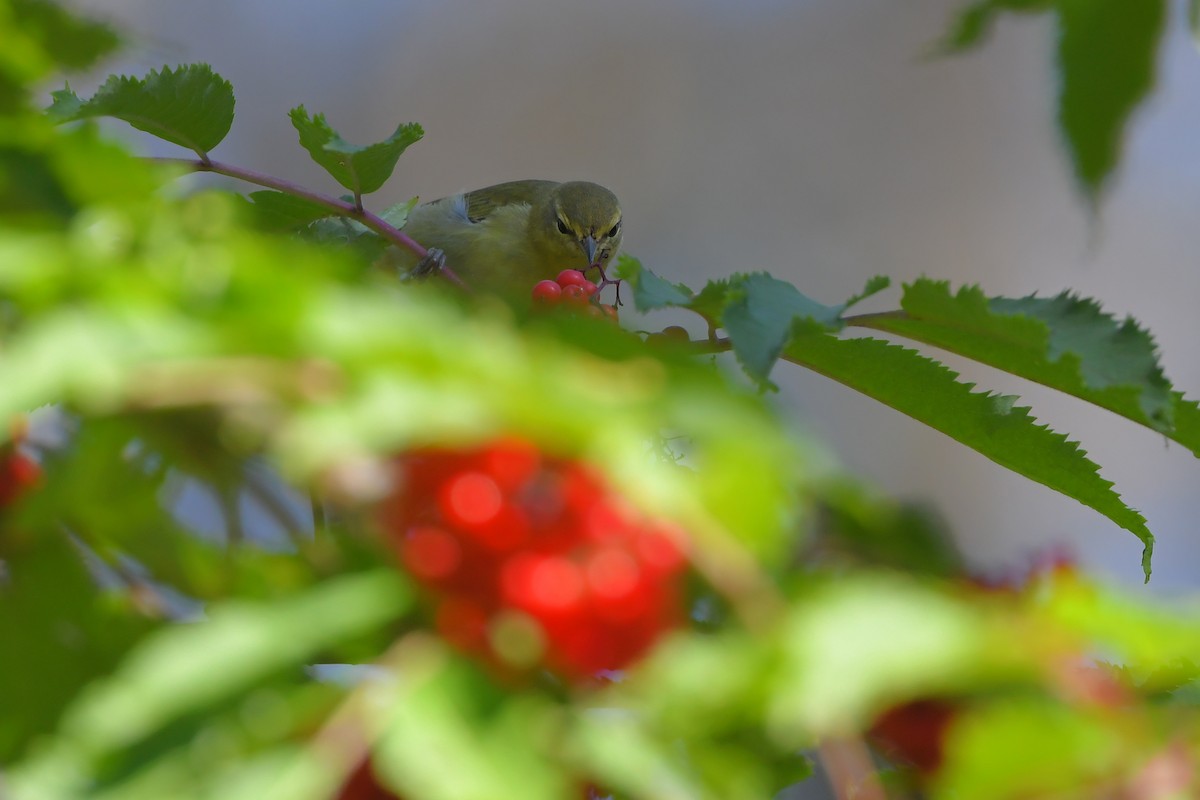 møllparula - ML644267515