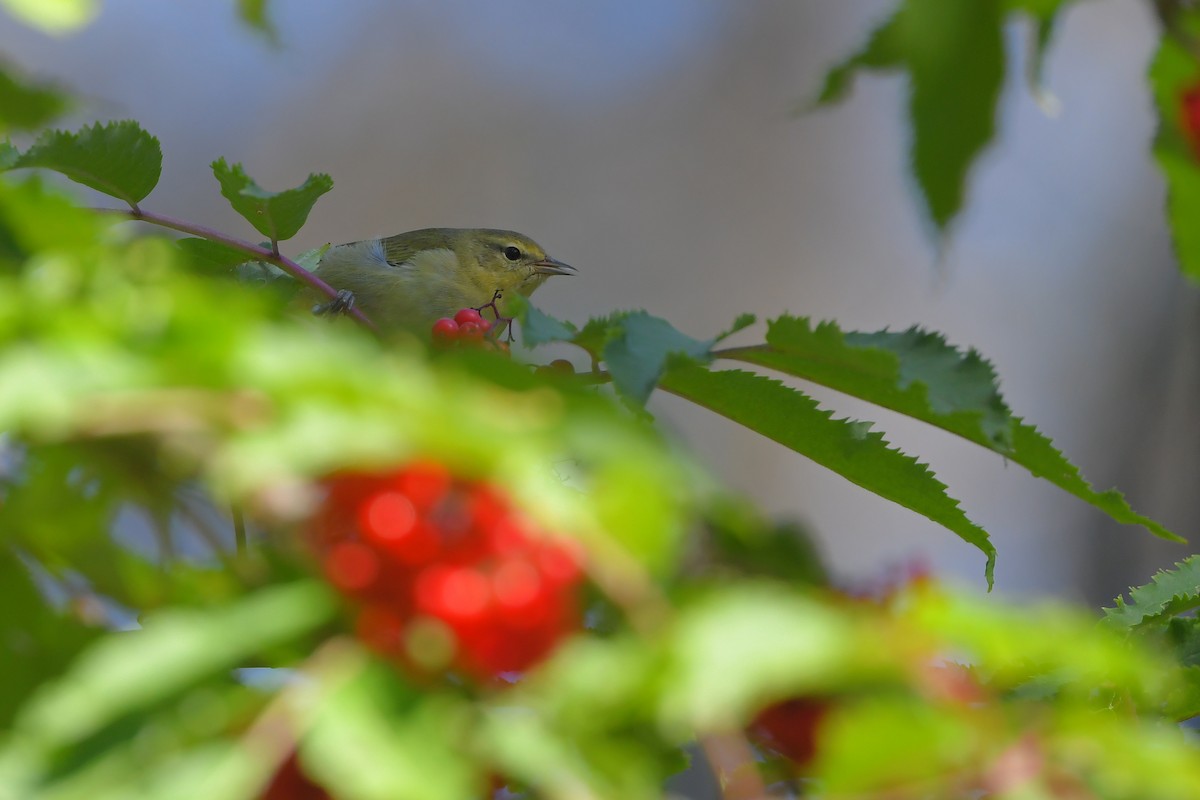 møllparula - ML644267516