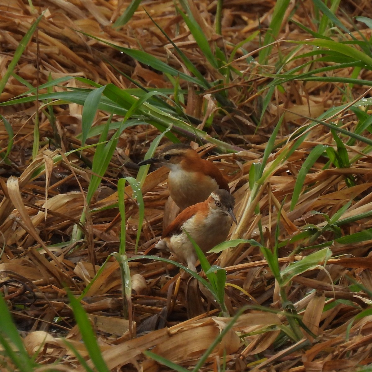 kanelryggovnfugl - ML644267523