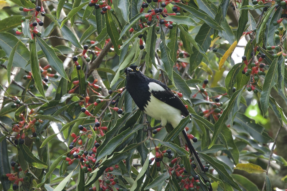Magpie Tanager - ML644267530
