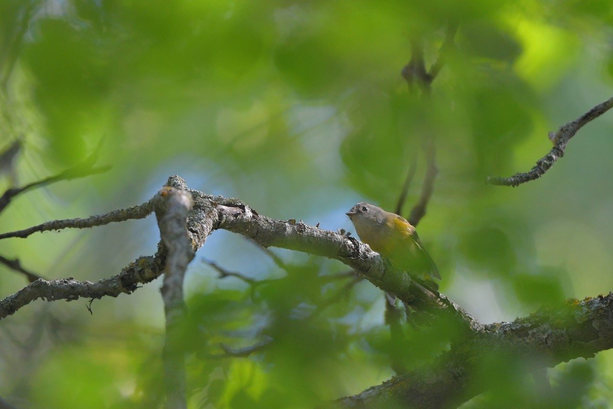 American Redstart - ML644267537