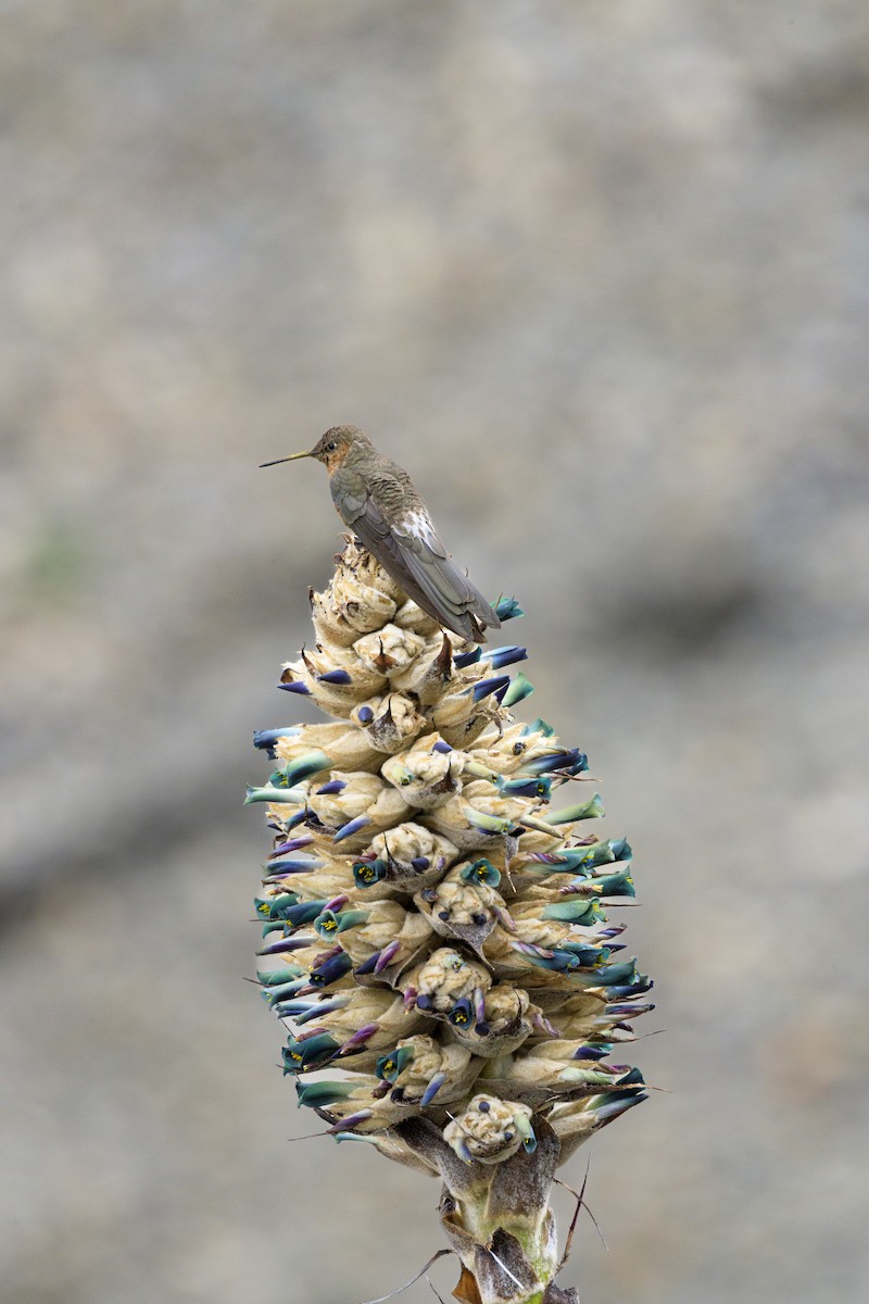 Giant Hummingbird - ML644267558