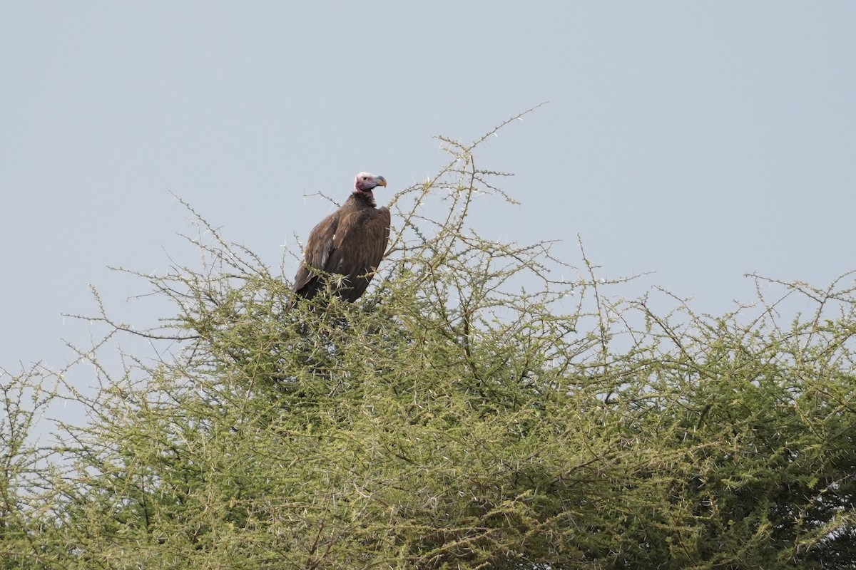 sup ušatý - ML644267561