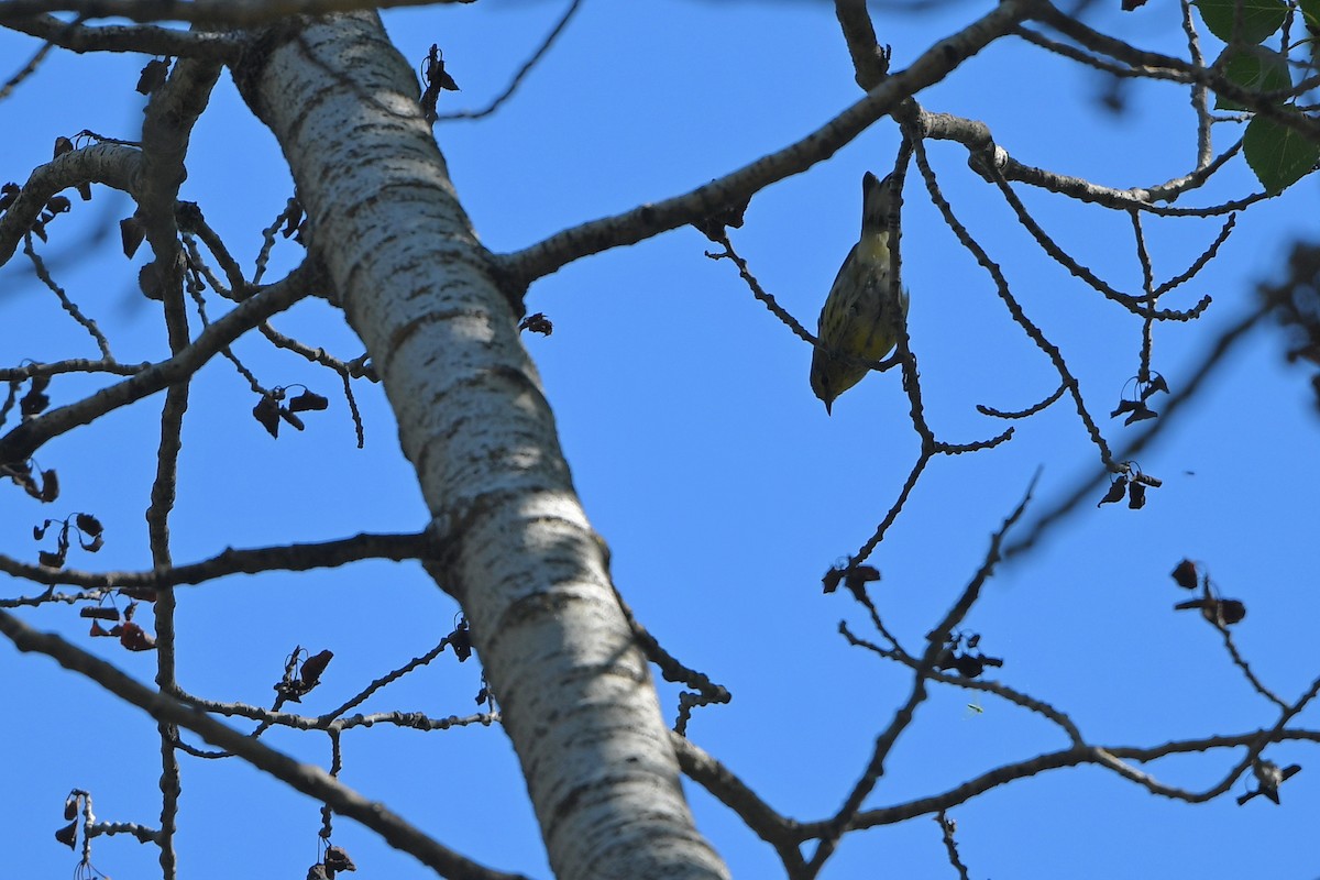 Kaplan Ötleğeni - ML644267563