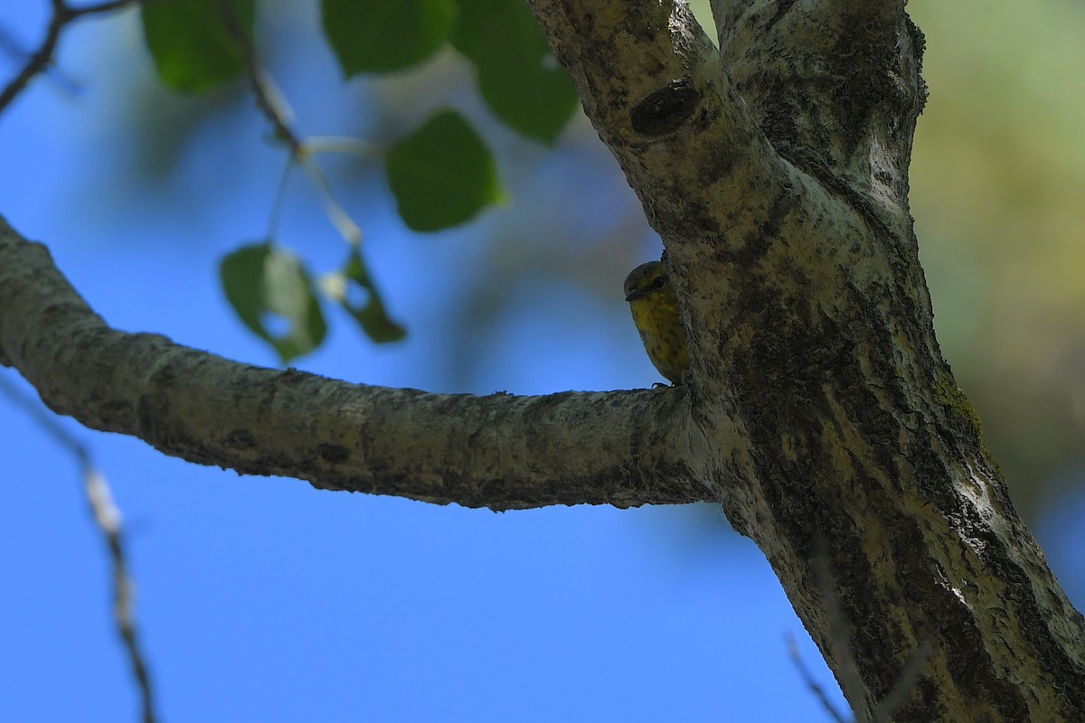 Kaplan Ötleğeni - ML644267564