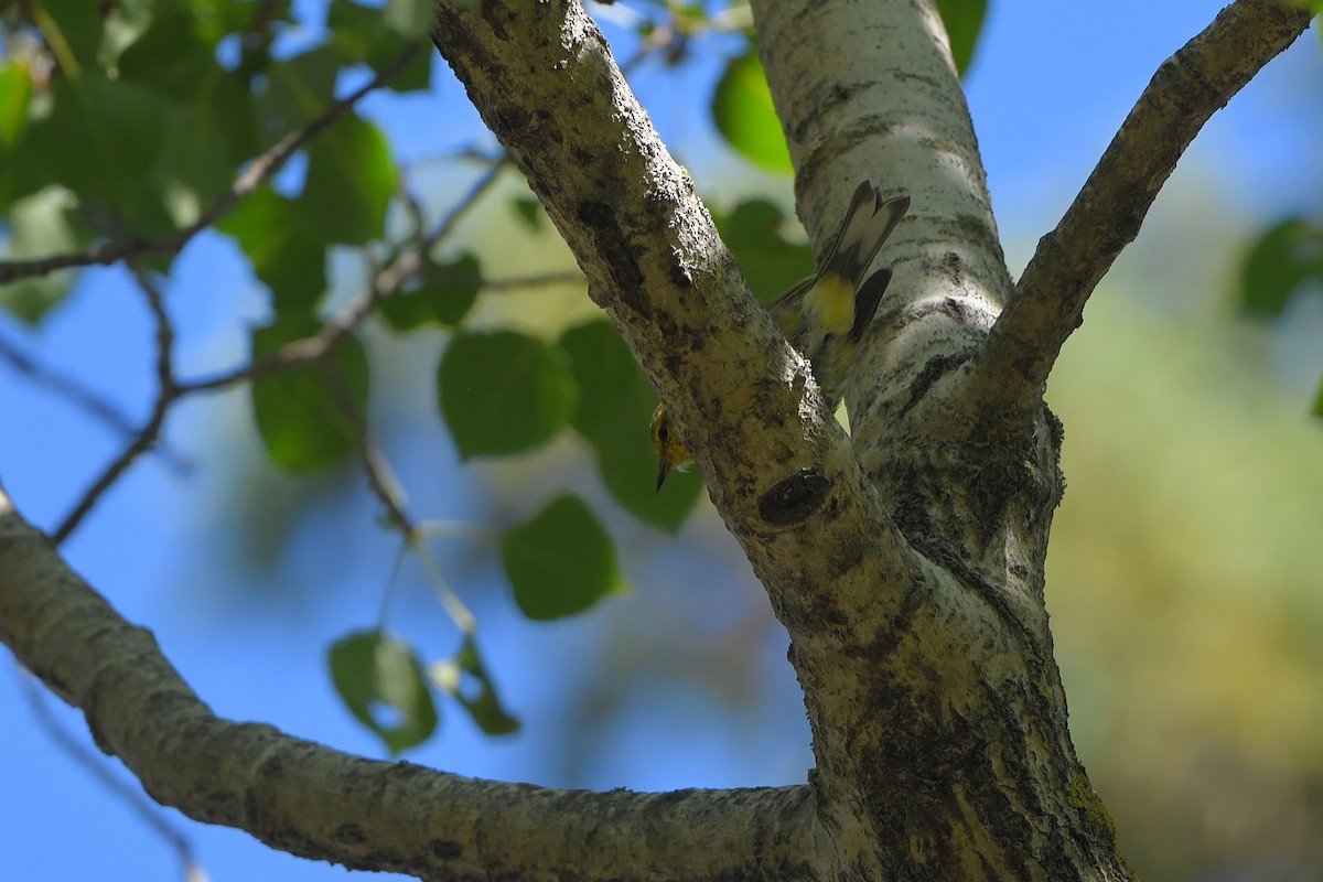 Kaplan Ötleğeni - ML644267565