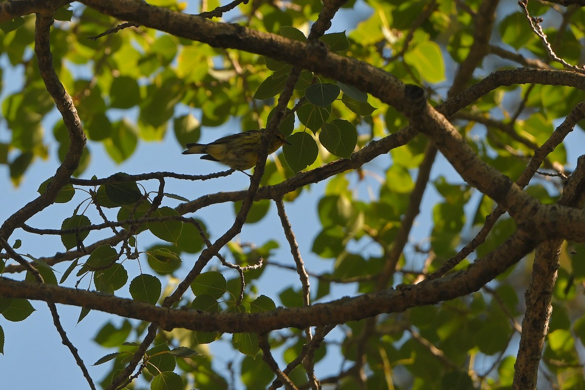 Kaplan Ötleğeni - ML644267566