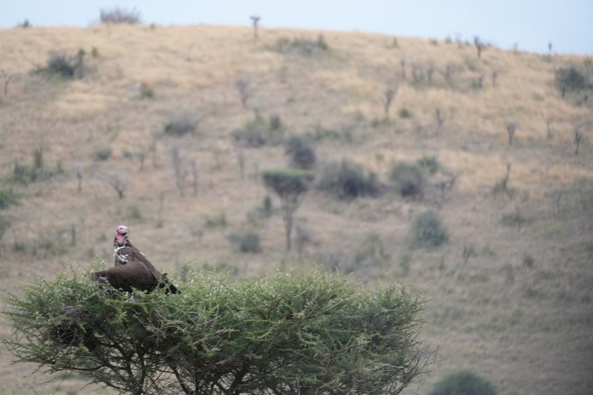 sup ušatý - ML644267569