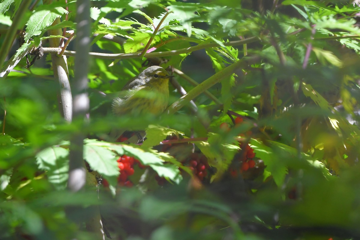 Kaplan Ötleğeni - ML644267570