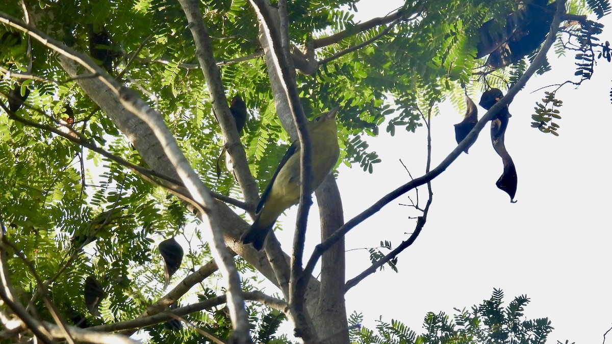 Scarlet Tanager - ML644267594