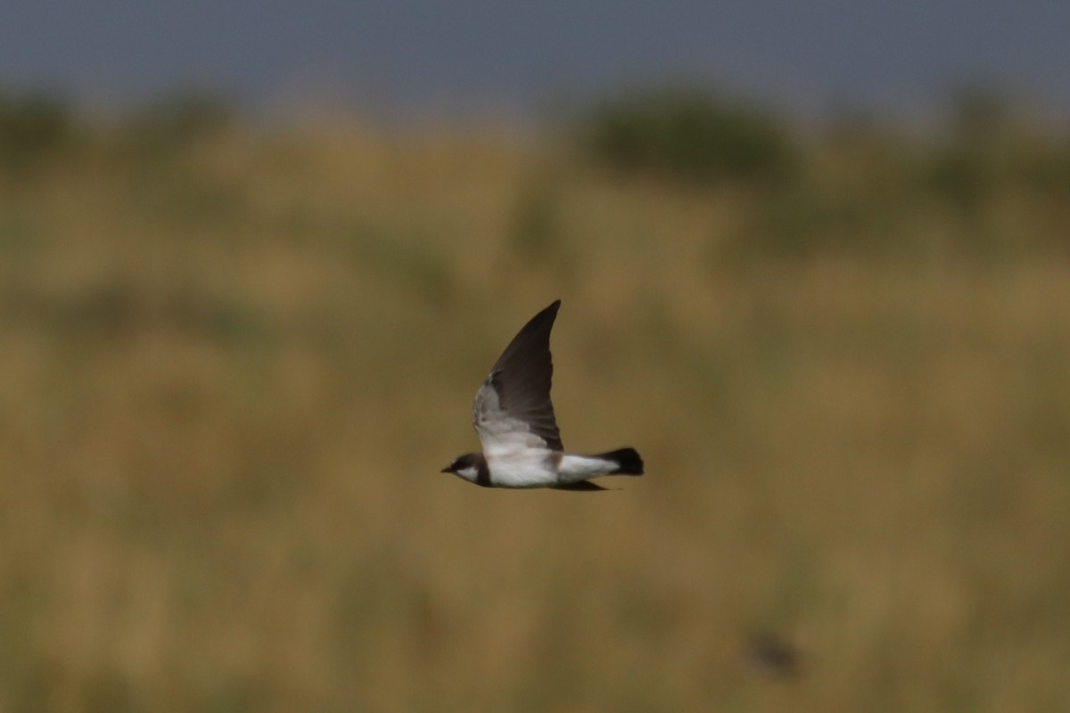 Banded Martin - ML644267598
