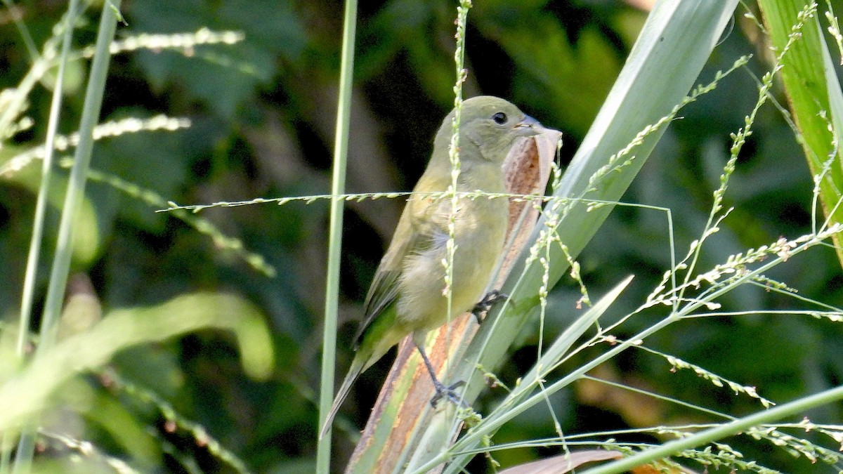 Papstfink - ML644267602