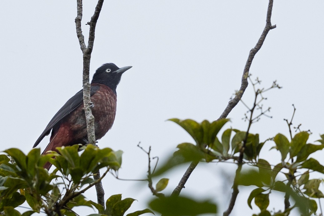 Maroon Oriole - ML644267610