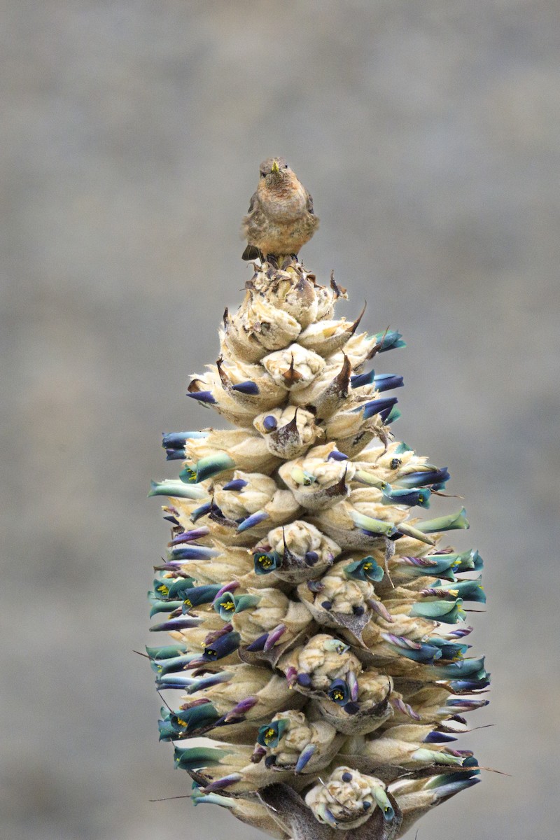 Giant Hummingbird - ML644267615