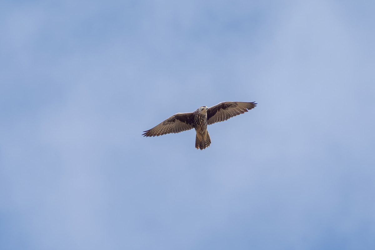 Балобан - ML644267620