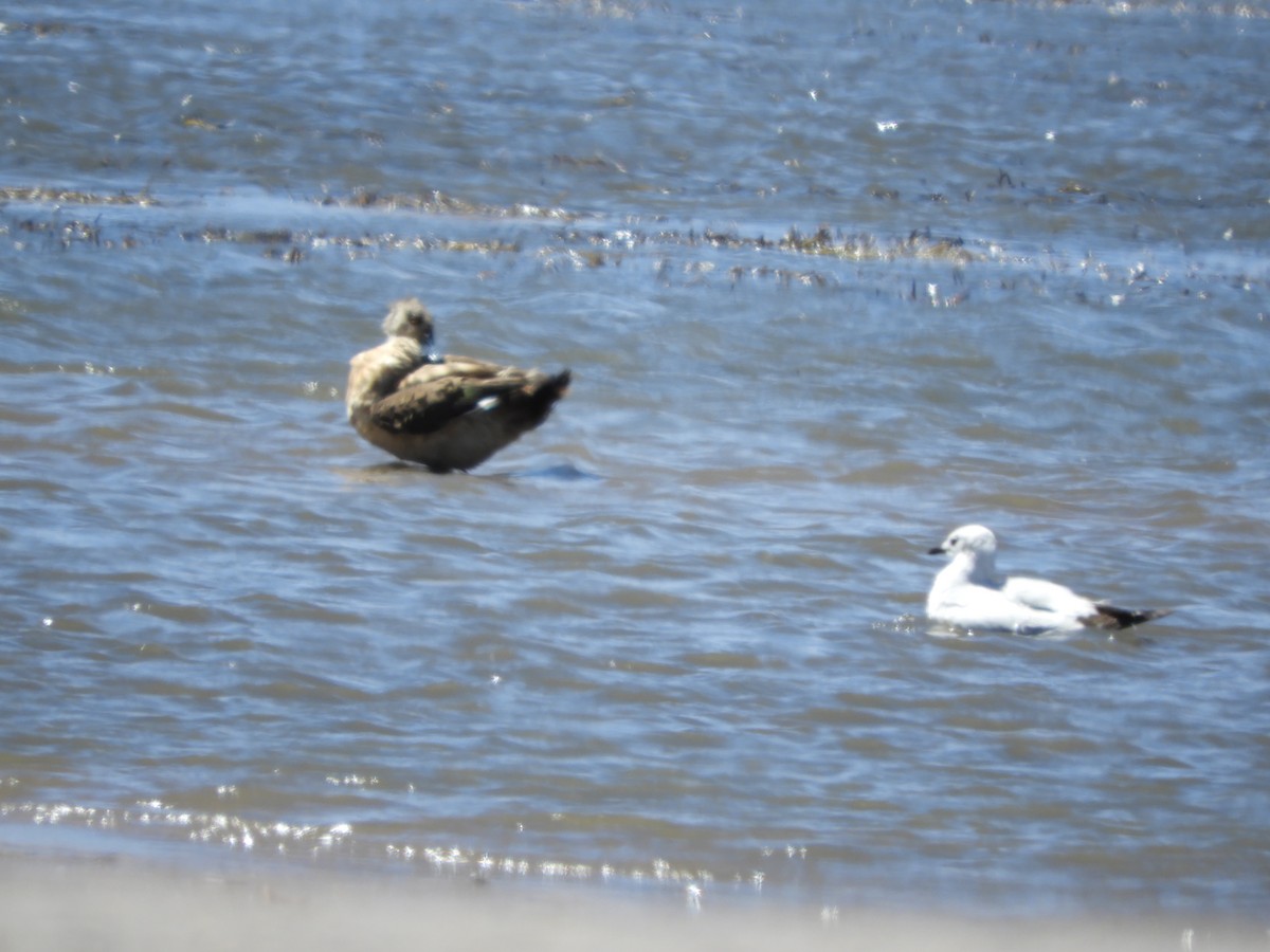 Andean Gull - ML644267628
