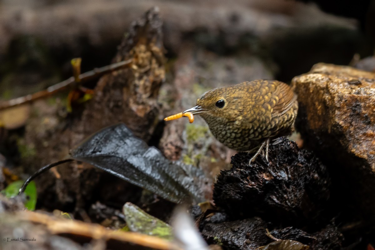 タカサゴミソサザイ - ML644267629