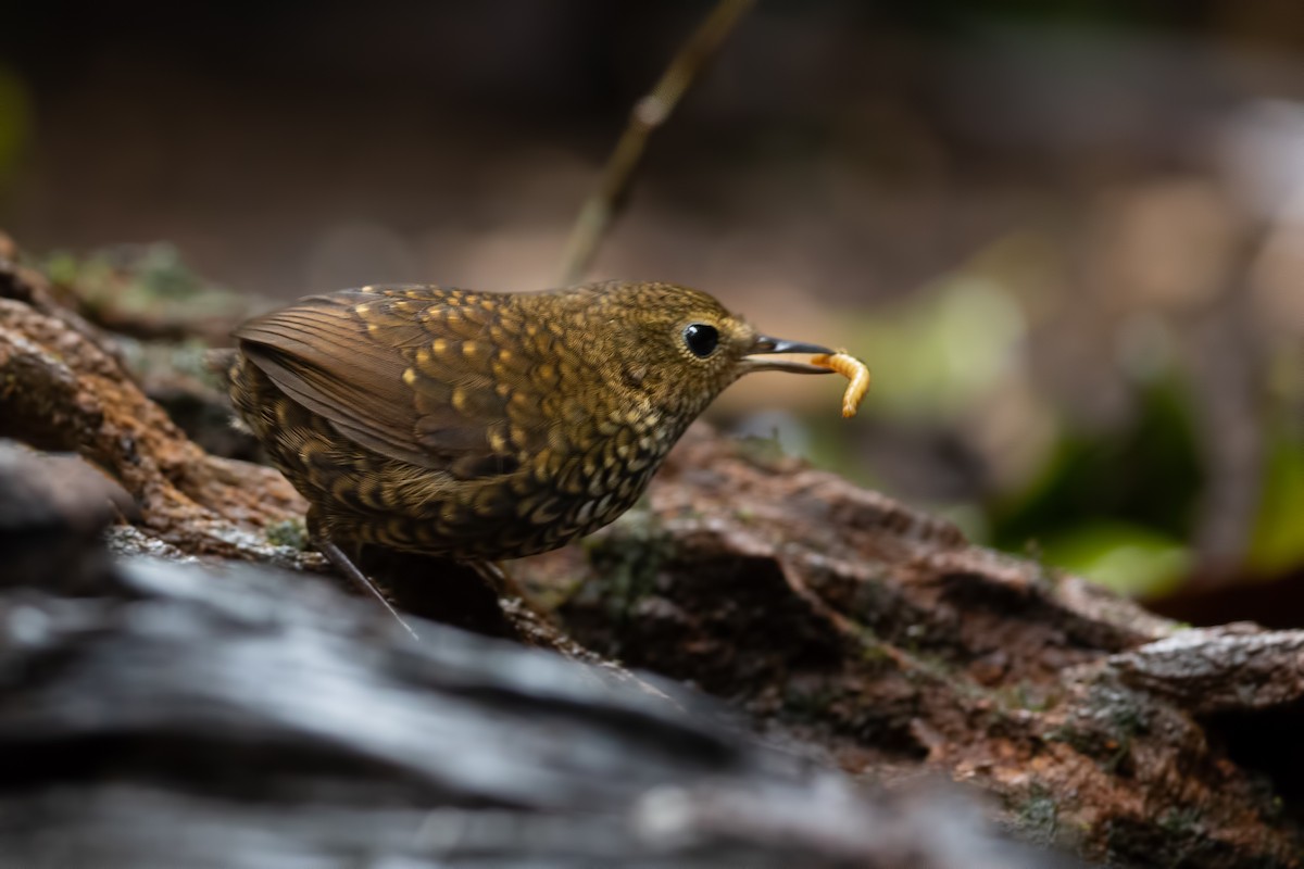 タカサゴミソサザイ - ML644267630