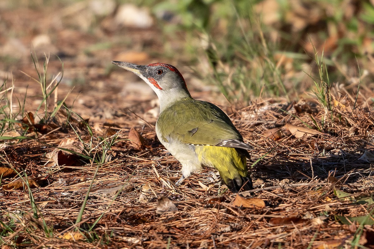Iberian Green Woodpecker - ML644267649