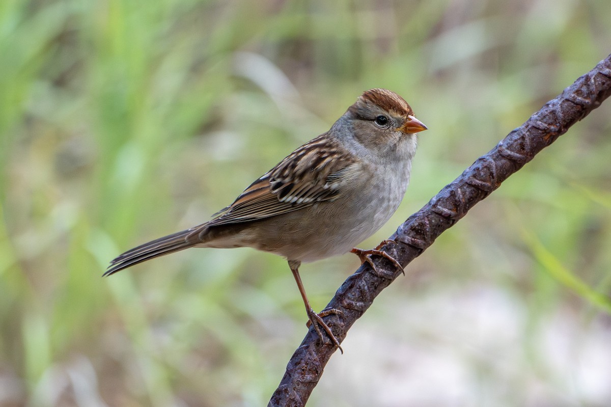 Dachsammer - ML644267651