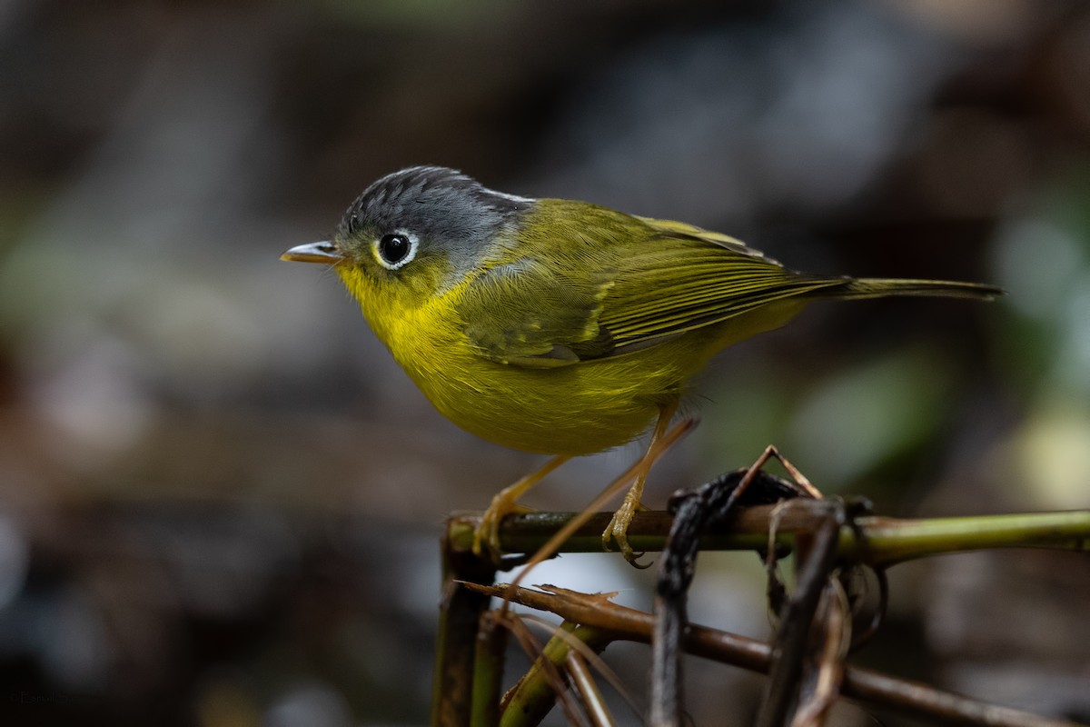 White-spectacled Warbler - ML644267654