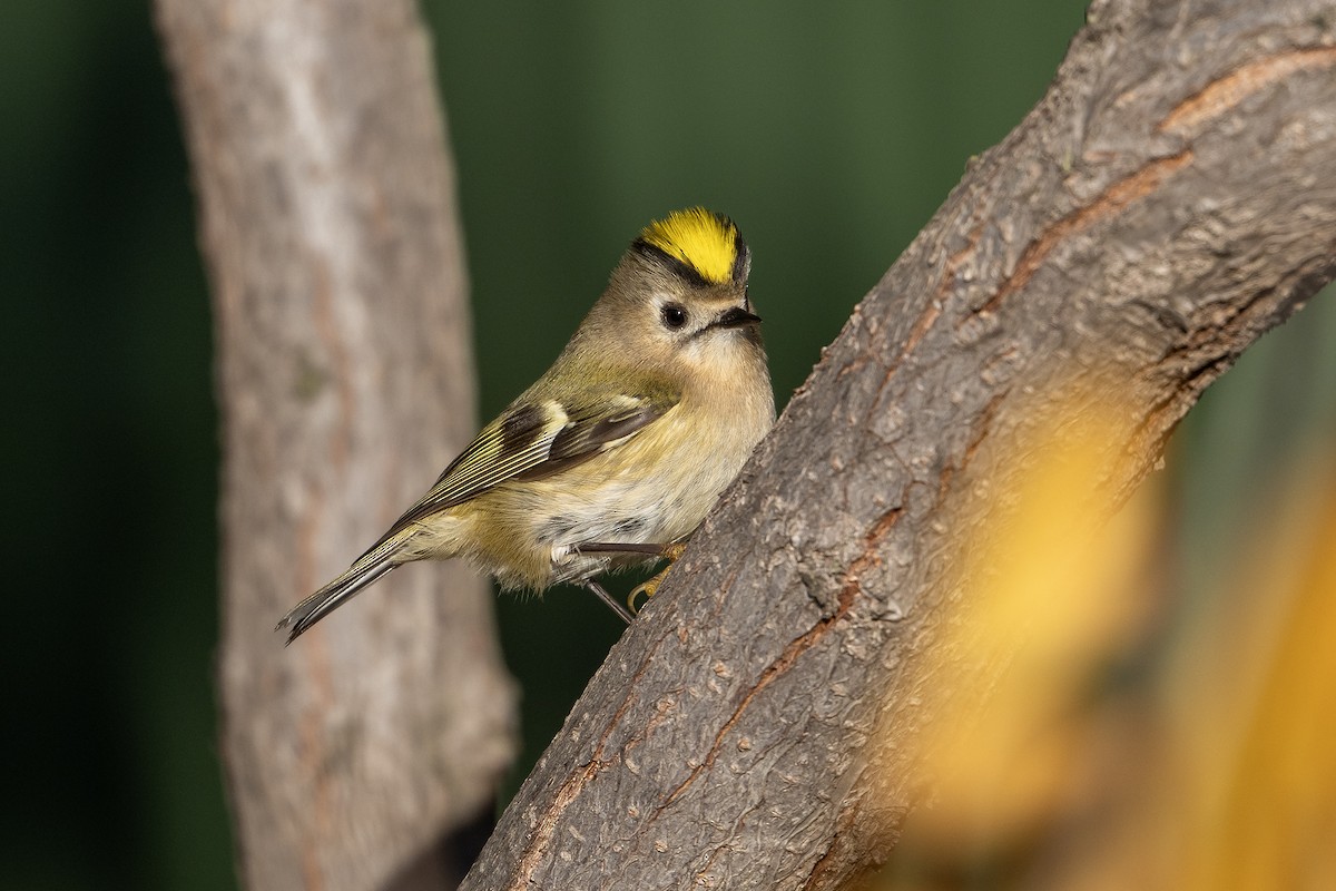 fuglekonge - ML644267657