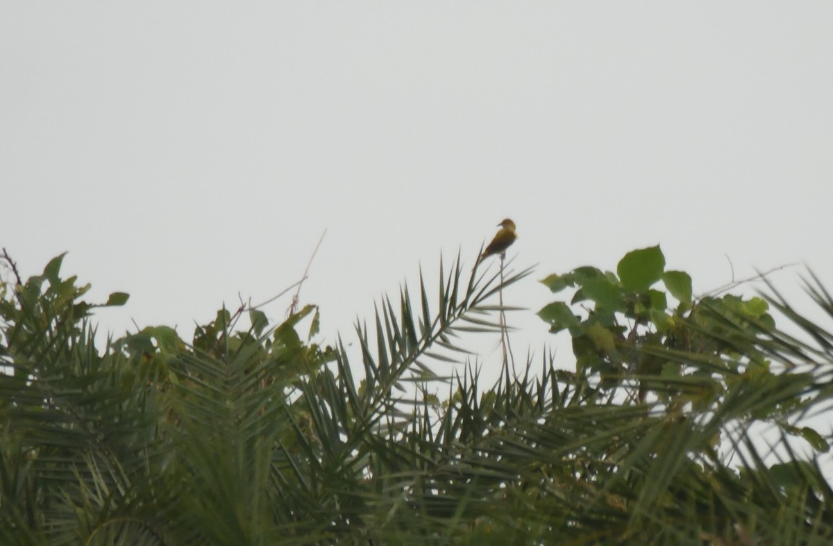 זהבן הודי - ML644267659