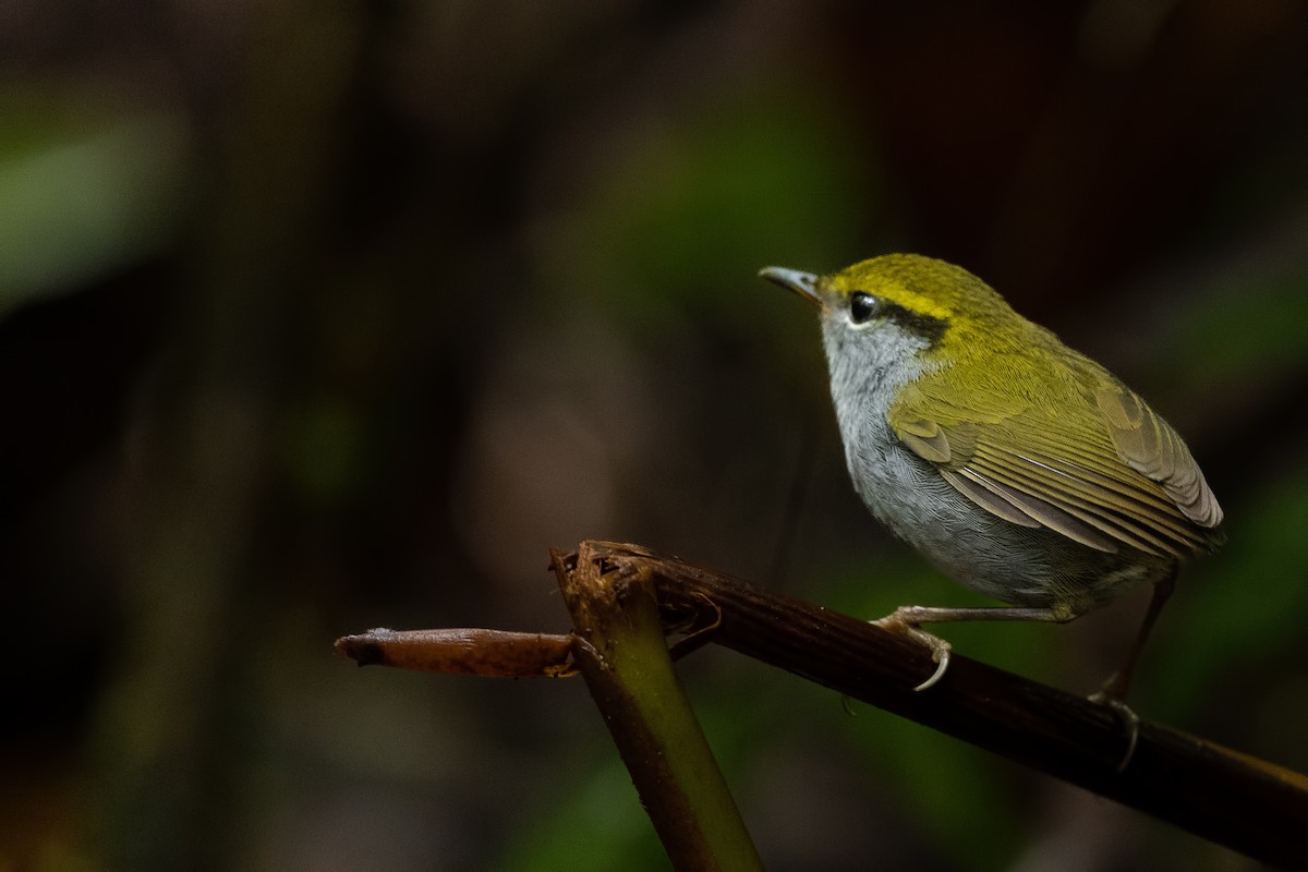 Gray-bellied Tesia - ML644267664