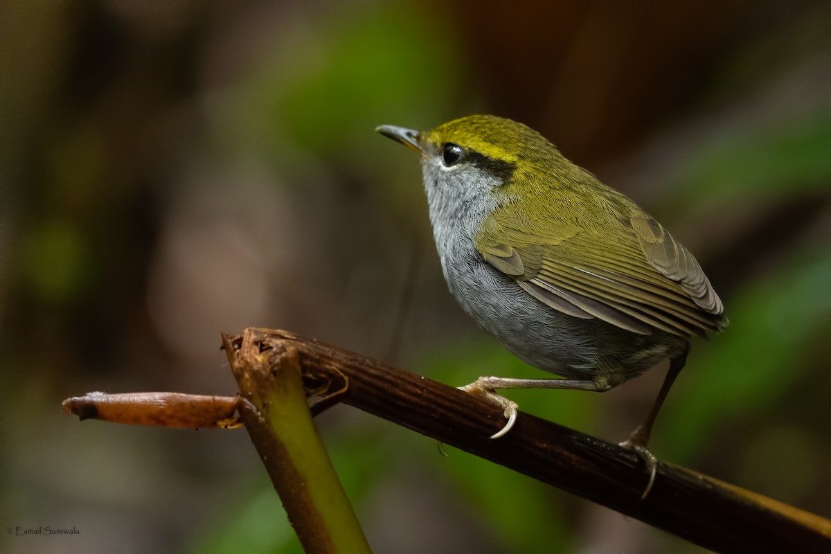 Gray-bellied Tesia - ML644267665